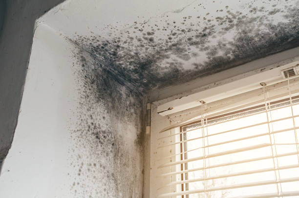 Trusted Crawl Space Mold Removal service in Wingate, NC - Cheap Mold Removal